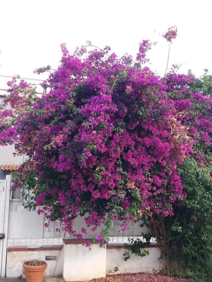 Casa Agrumeto - Locazione Turistica Mondello Luaran gambar